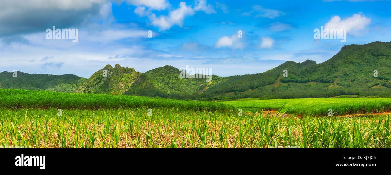 Beautiful landscape. View of a sugarcane and mountains. Mauritius island. Panorama Stock Photo