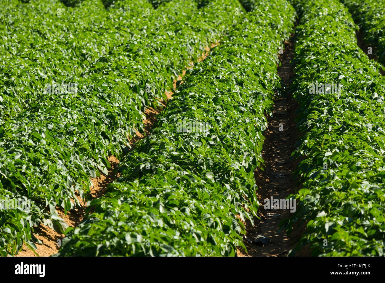 Large potato field with potato plants planted in nice straight rows Stock Photo