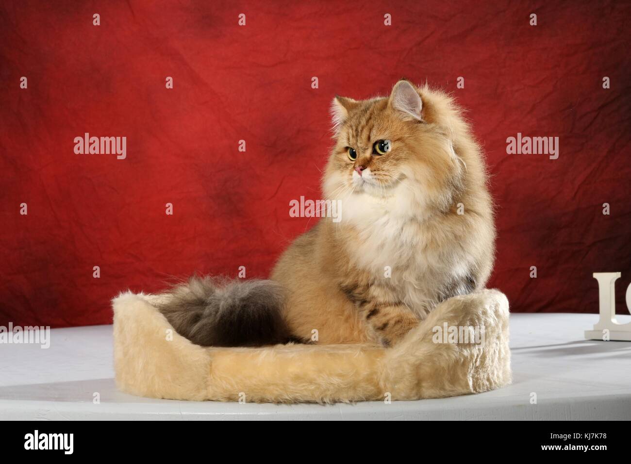 Scottish Straight Cat Stock Photos Scottish Straight Cat Stock