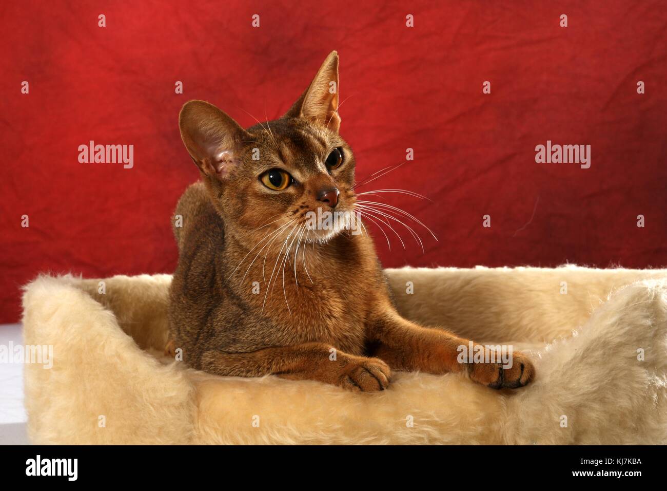 domestic cat, abesinian, abessinier Stock Photo