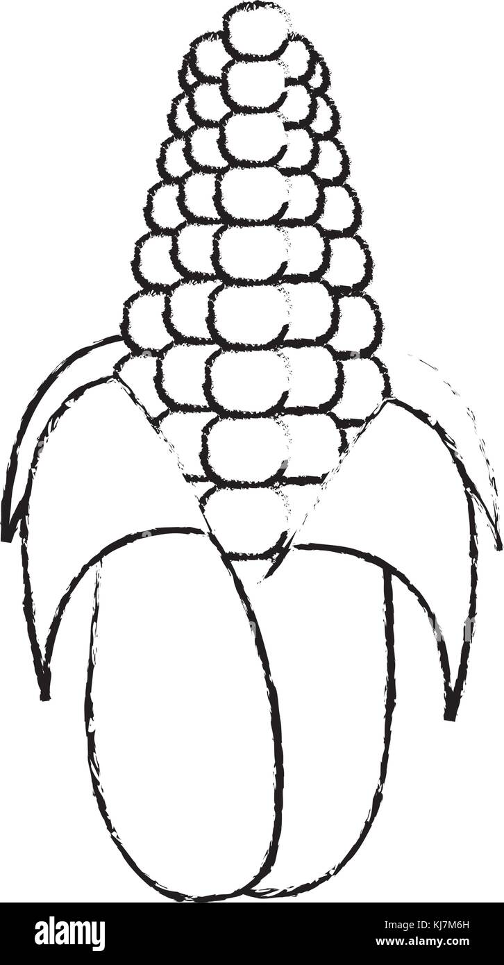 Isolated corn design Stock Vector Image & Art - Alamy