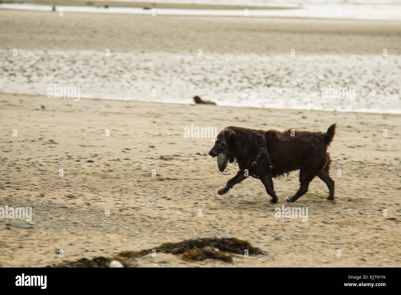 patterdale terrier playing with a large stone on the beach Stock Photo