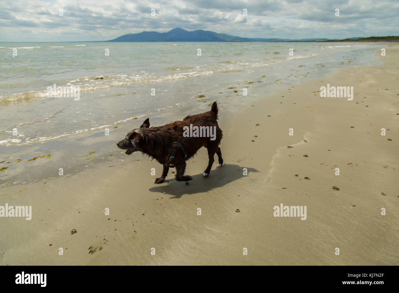 patterdale terrior playing on beach mourne mountains in background Stock Photo