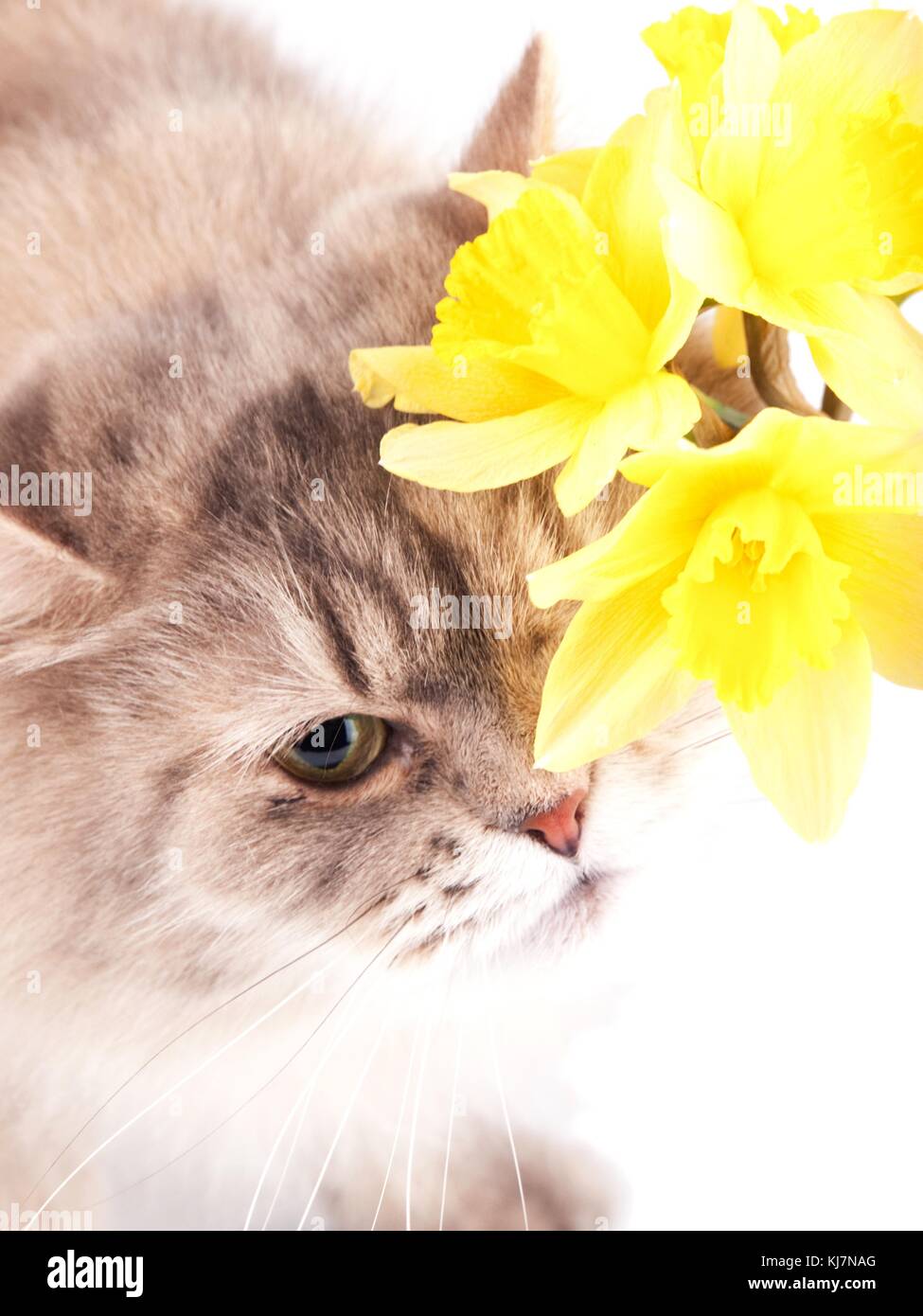 Cat and daffodil hires stock photography and images Alamy