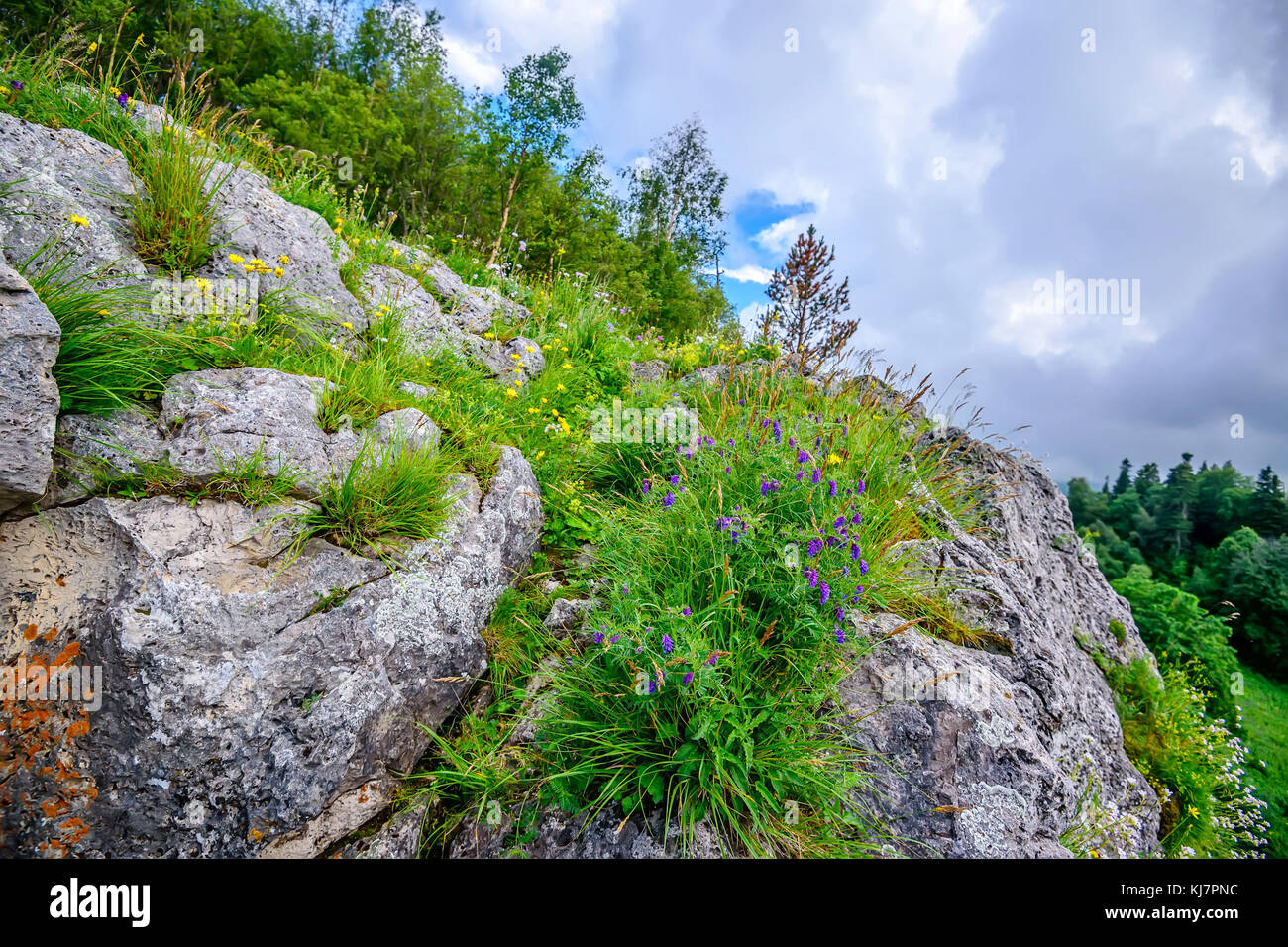Scenic view of mountain meadow Stock Photo - Alamy