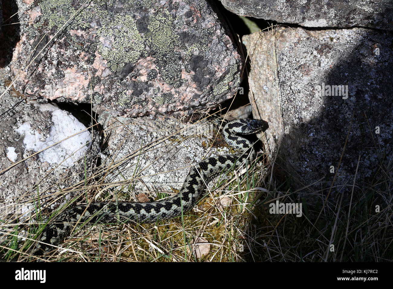 The  adder, Vipera berus, is the only poisonous snake in the UK. Stock Photo
