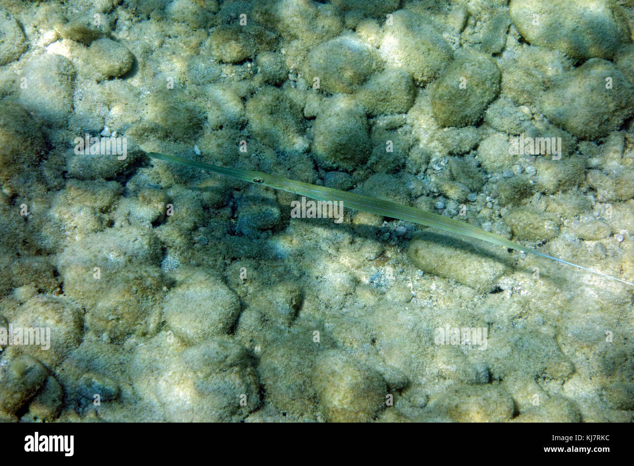 Fistularia commersonii, Bluespotted Stegna, Archangelos