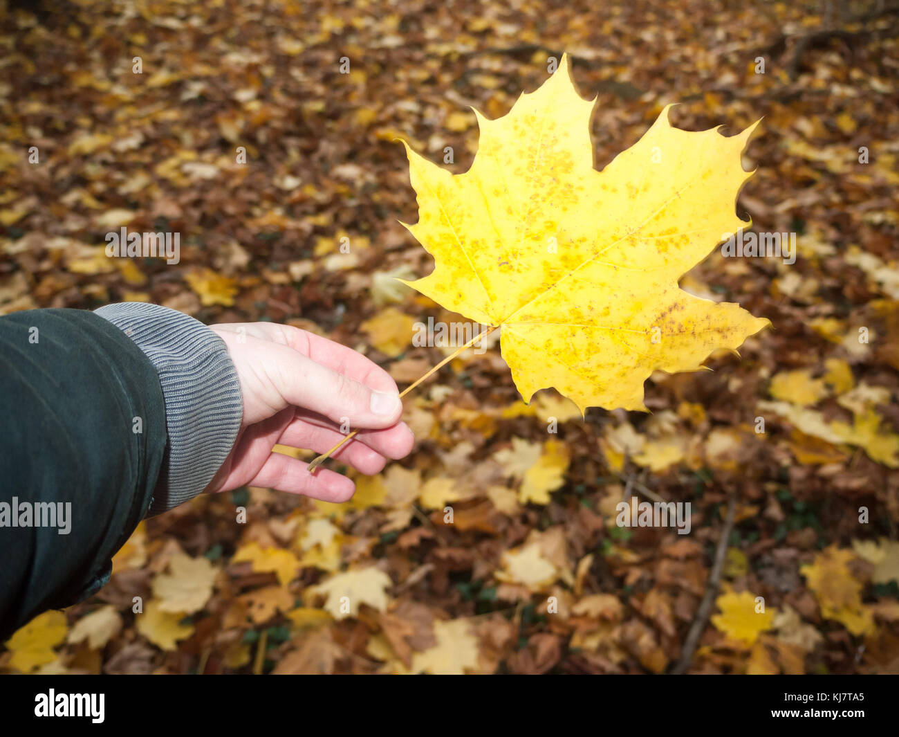 outstretched hand in front holding a full yellow orange golden fall autumn leaf nature; essex; england; uk Stock Photo