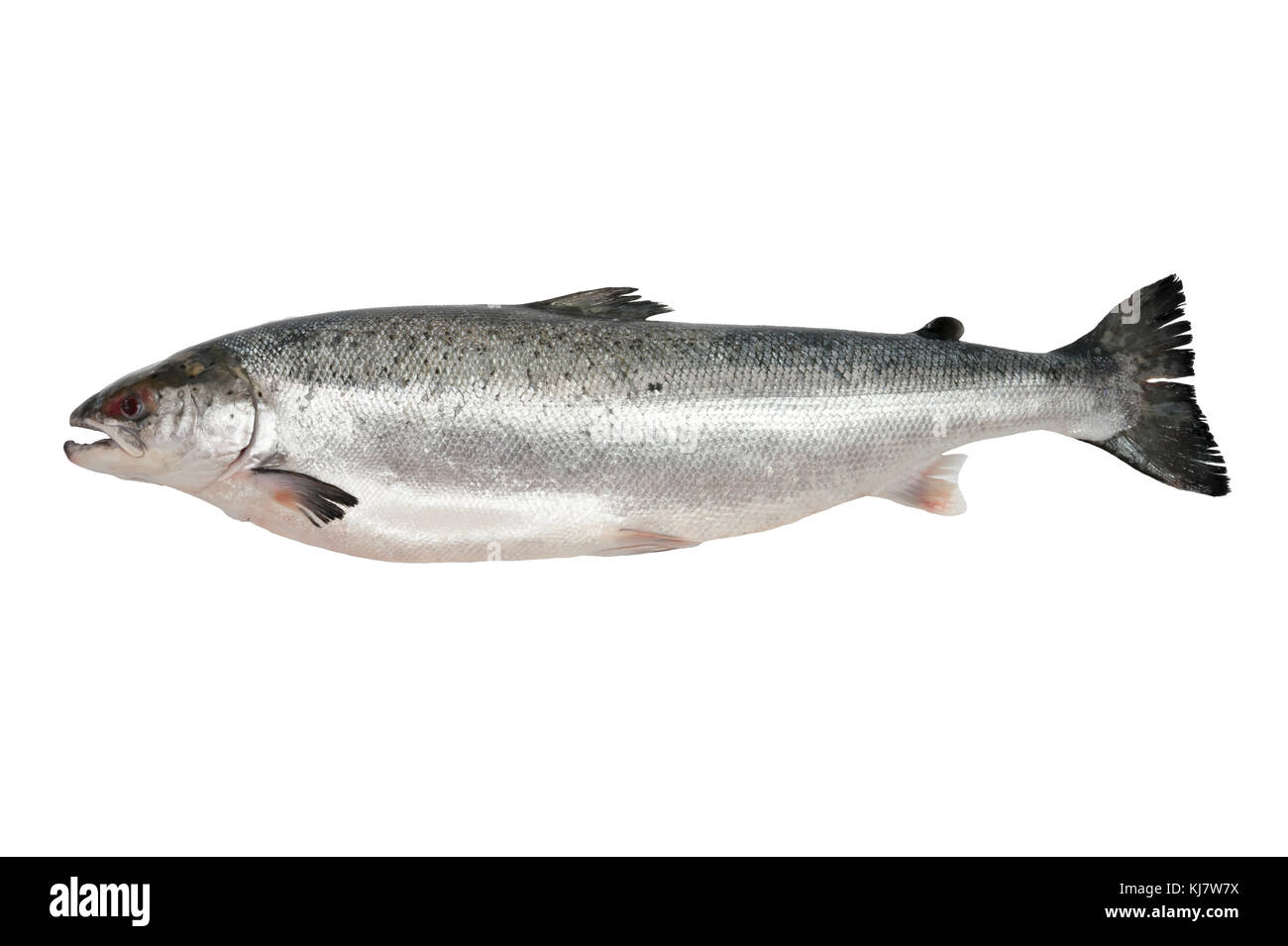 Fresh salmon isolated on white background Stock Photo - Alamy