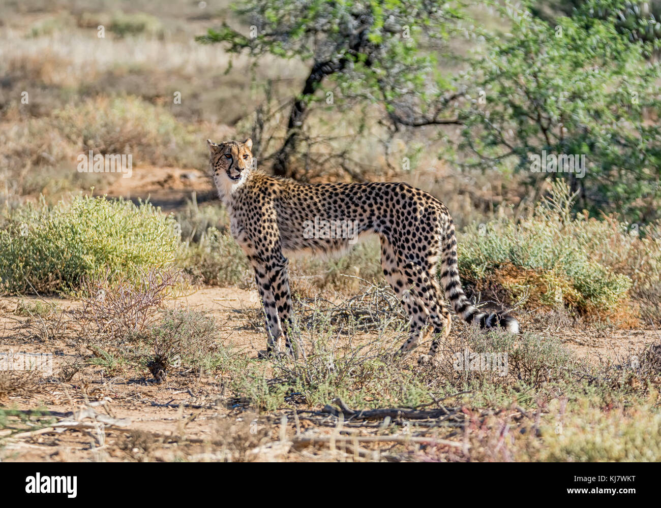 A juvenile Cheetah in Southern African savanna Stock Photo Biology Diagrams