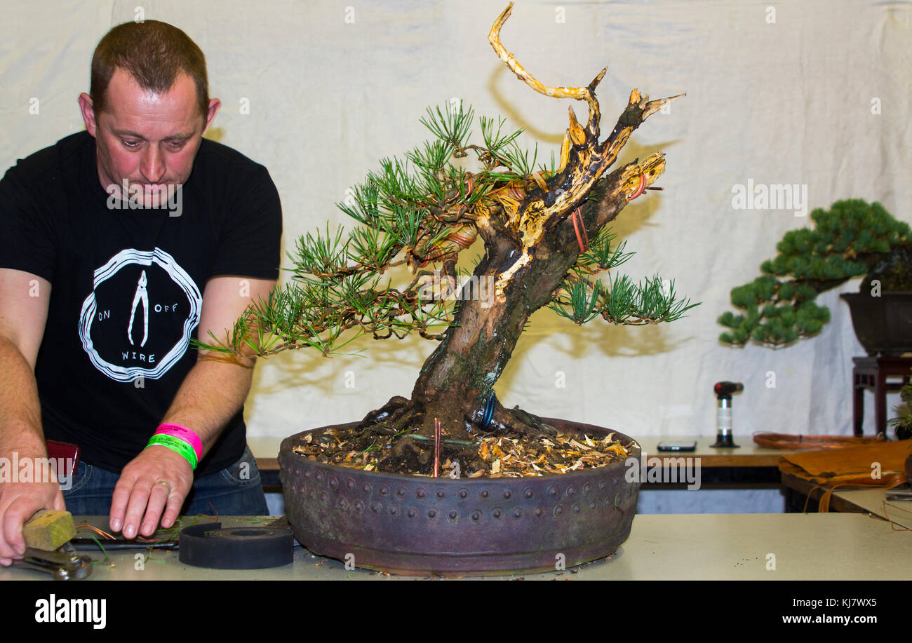 Philip Donnelly of the Northern Ireland Bonsai Society with a bonsai newly created bonsai by Bjorn Bjorholm at a demonstration in Belfast Stock Photo