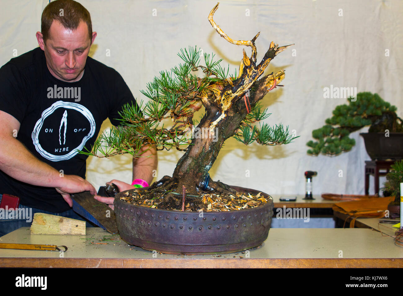 Philip Donnelly of the Northern Ireland Bonsai Society with a bonsai newly created bonsai by Bjorn Bjorholm at a demonstration in Belfast Stock Photo