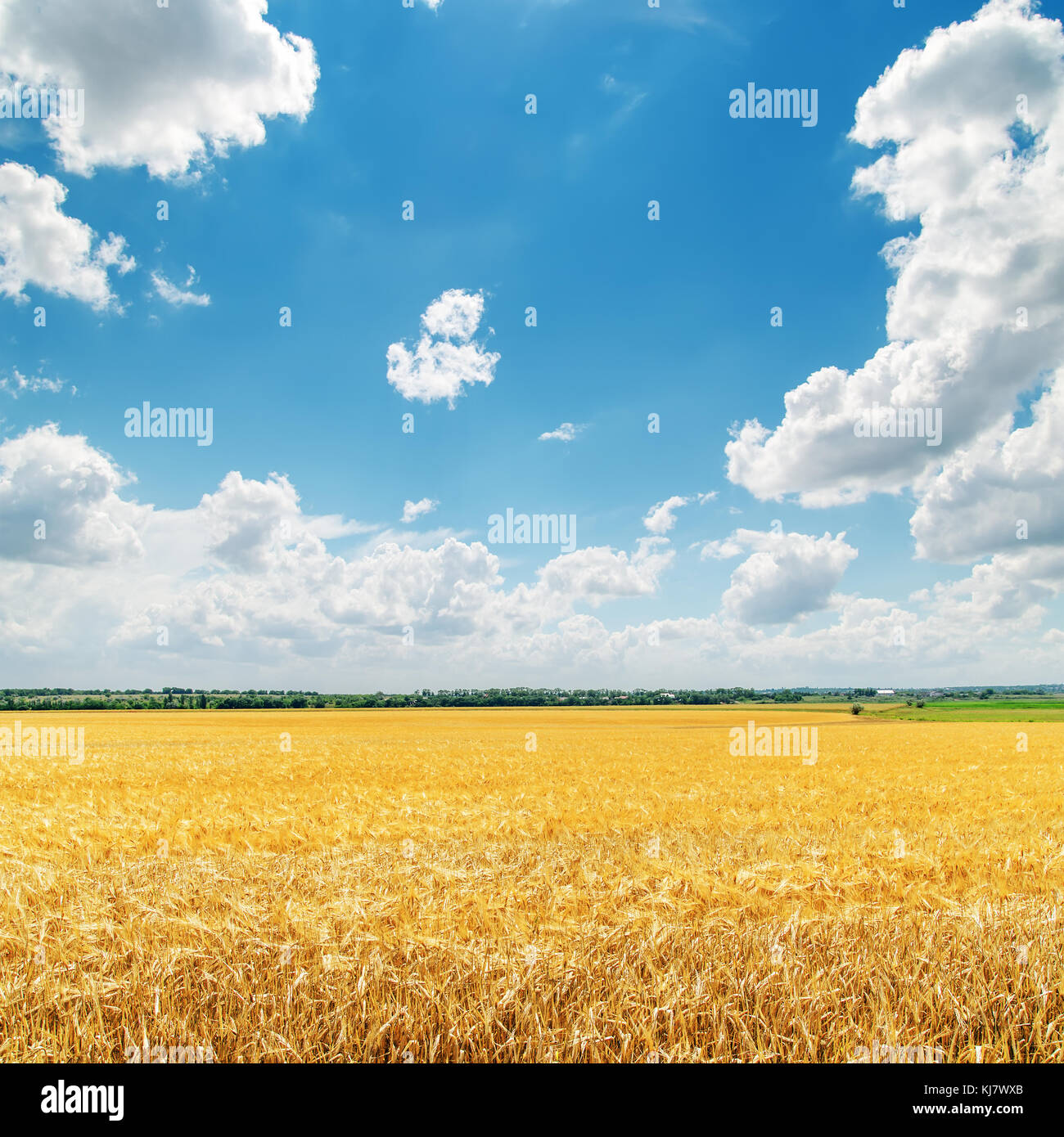 clouds in blue sky over golden field with crop Stock Photo - Alamy