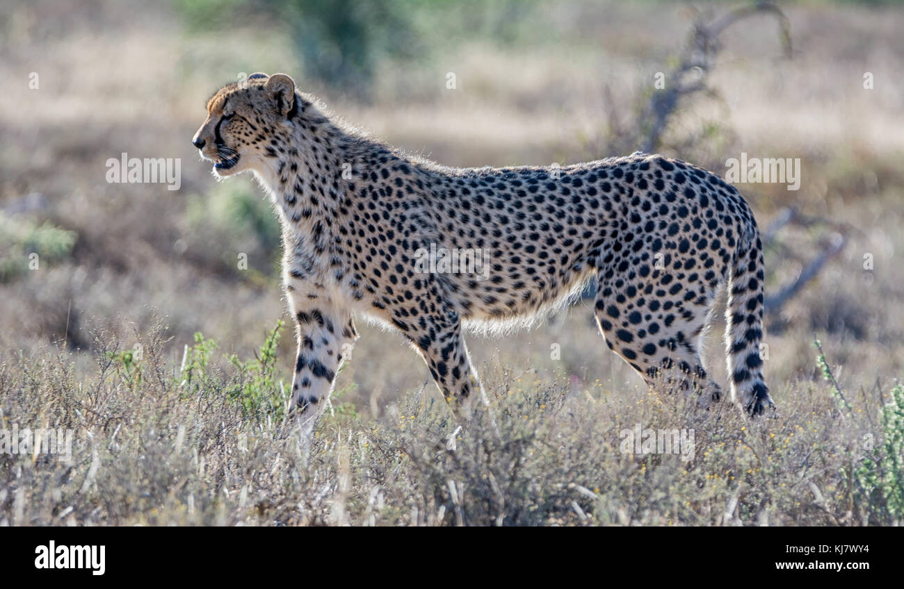 A juvenile Cheetah in Southern African savanna Stock Photo Biology Diagrams