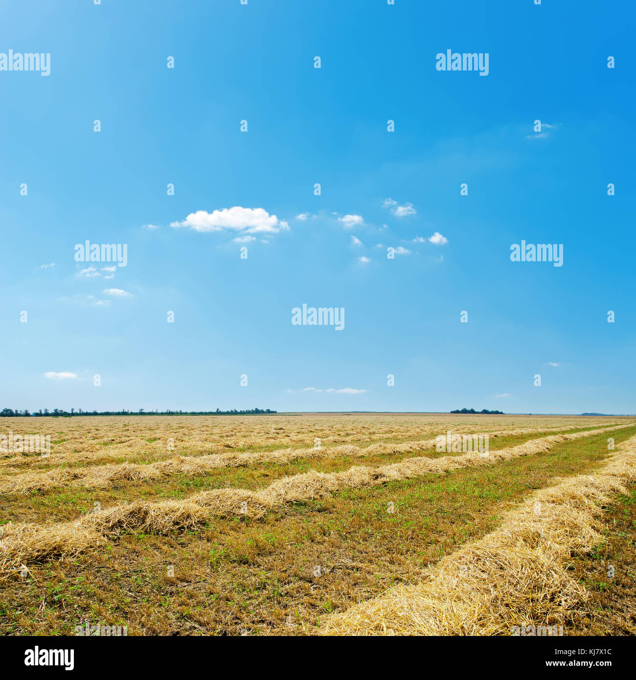 agricultural field after harvesting and blue sky Stock Photo - Alamy