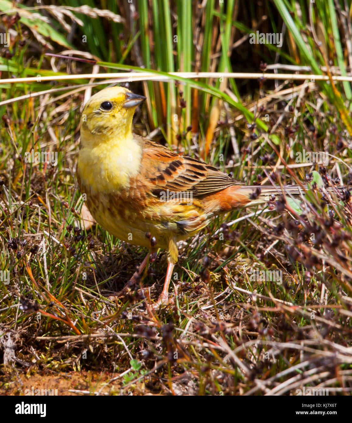 Yellow hammer bird hires stock photography and images Alamy