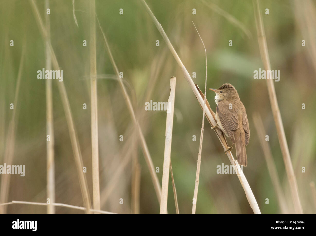 Reed Warbler Acrocephalus Scirpaceus Stock Photo
