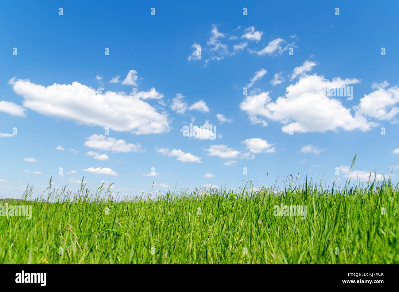 green grass and blue sky with clouds Stock Photo - Alamy