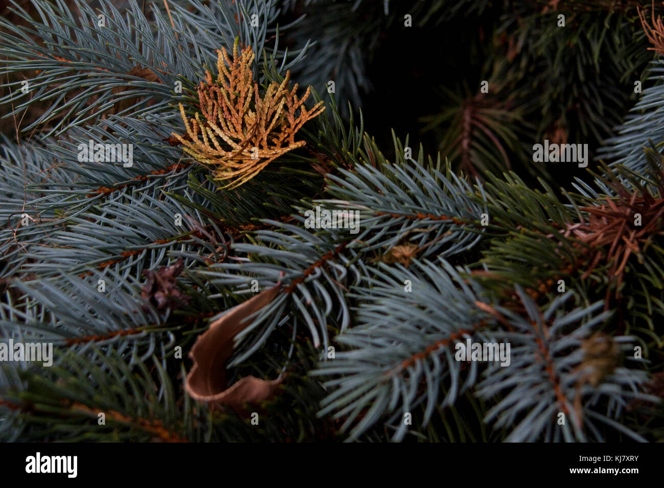 Pine tree in the garden Stock Photo