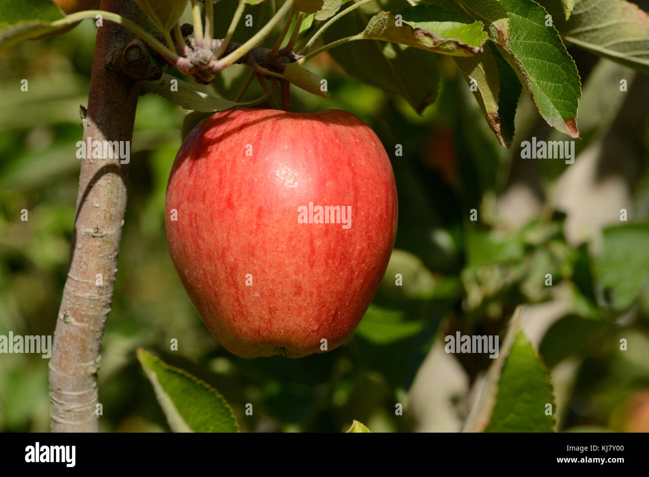 Braeburn apples ready to pick from an orchard in New Zealand Stock