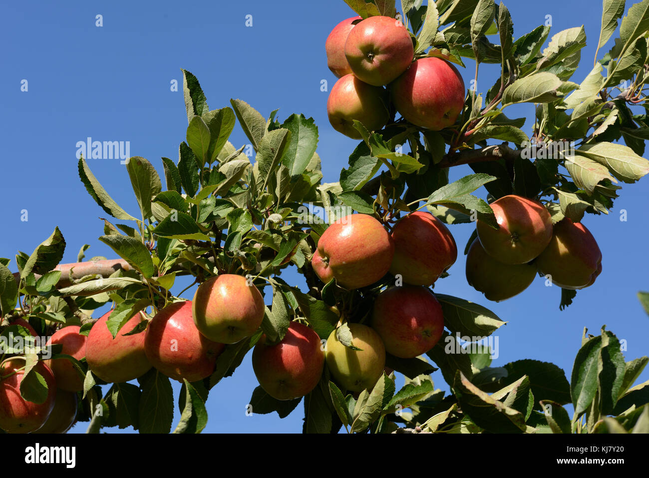 Braeburn apples ready to pick from an orchard in New Zealand Stock