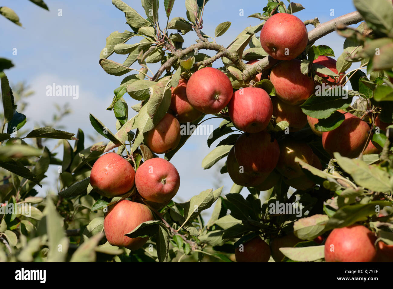 Braeburn apples ready to pick from an orchard in New Zealand Stock