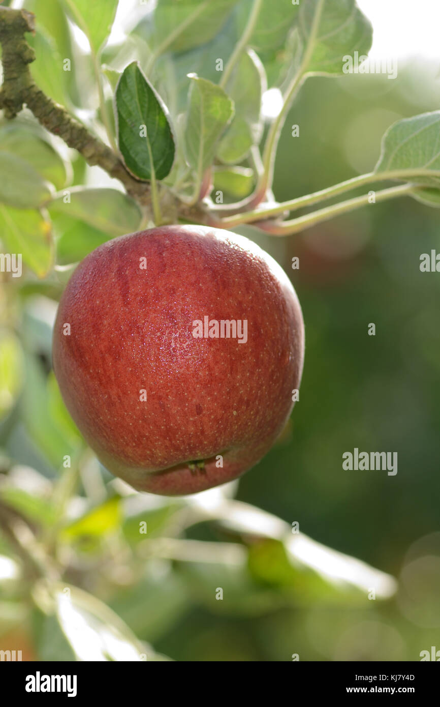 Braeburn apples ready to pick from an orchard in New Zealand Stock