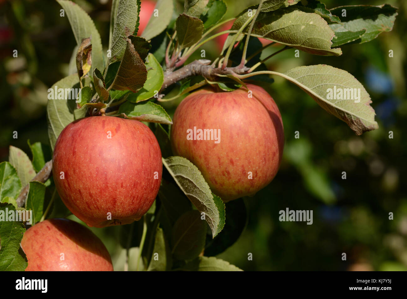 Braeburn apples ready to pick from an orchard in New Zealand Stock Photo