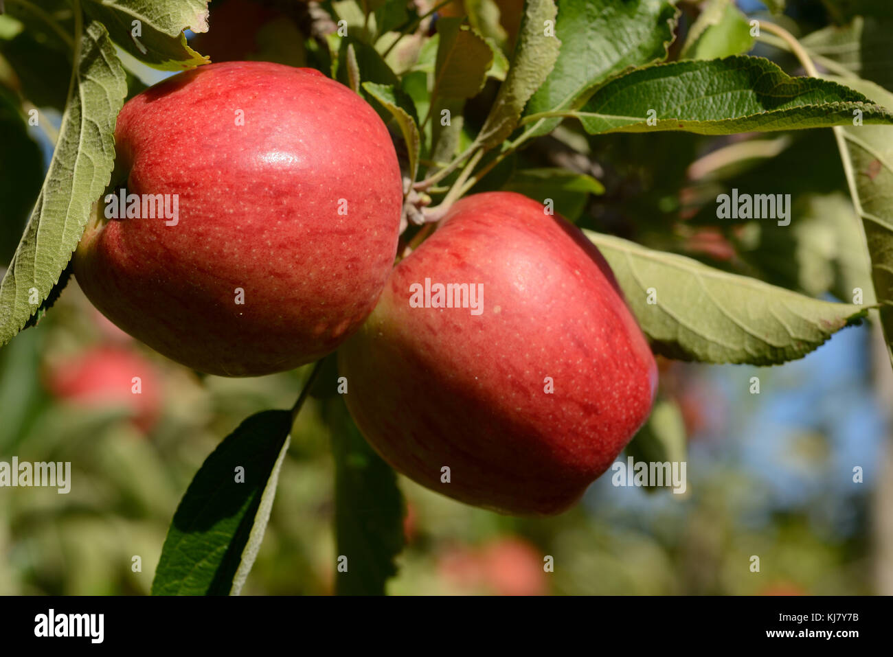 Braeburn apples ready to pick from an orchard in New Zealand Stock