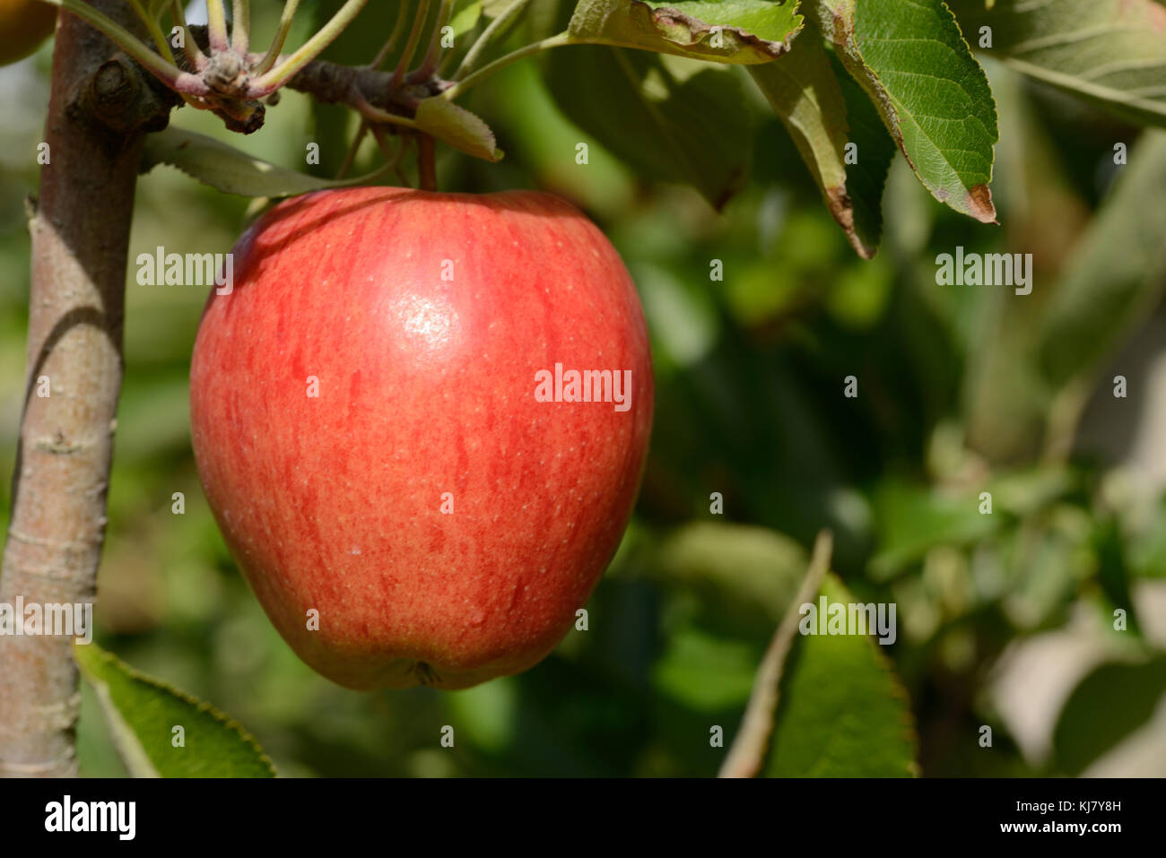 Harvesting apples orchard hires stock photography and images Alamy