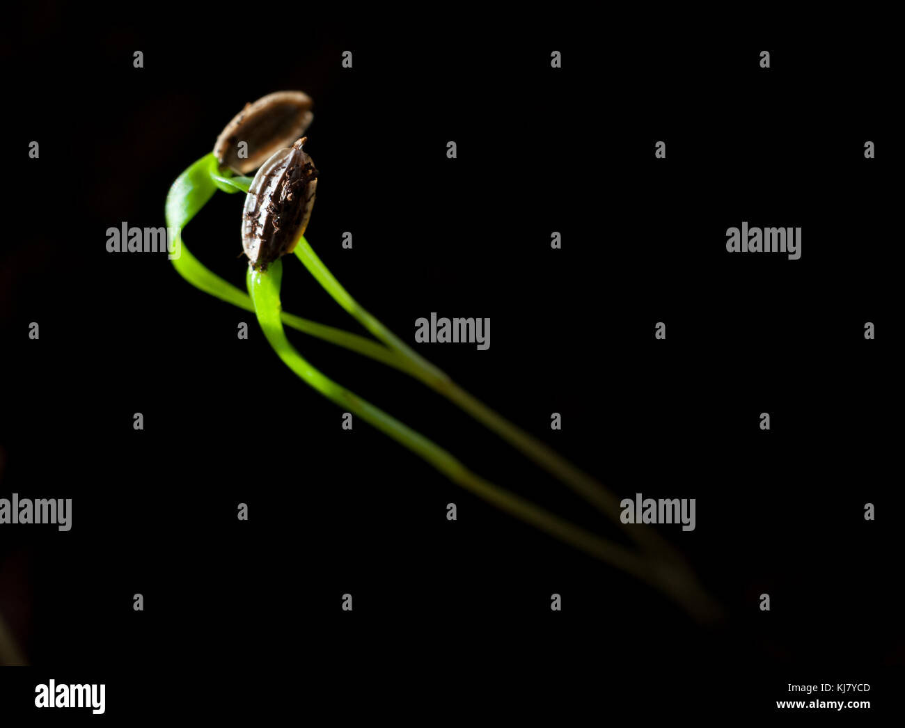 Dill sprout macro Stock Photo Alamy