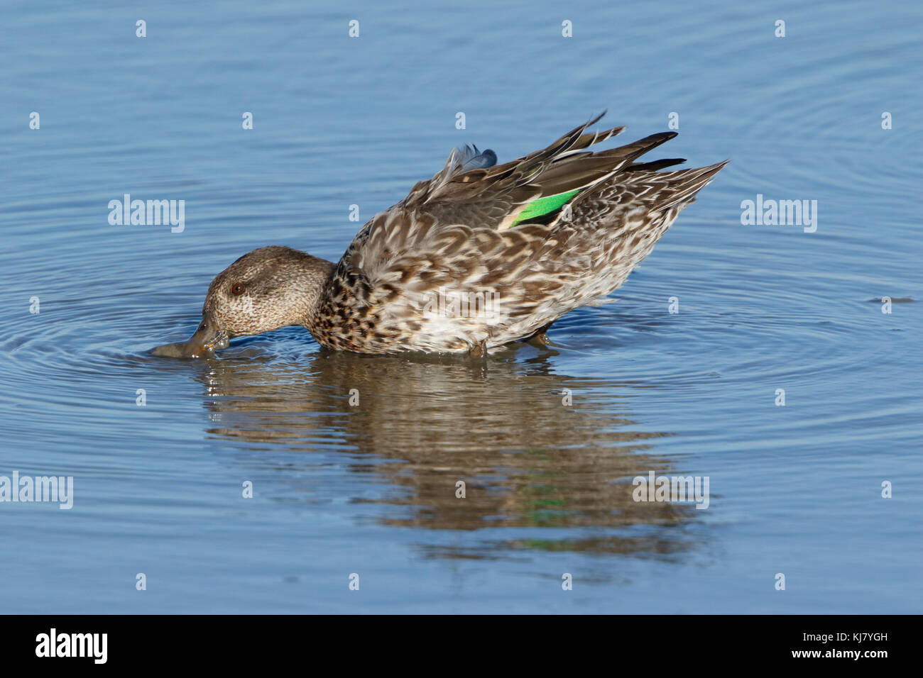 common teal (Anas crecca) adult female duck feeding in shallow water, Norfolk, UK Stock Photo
