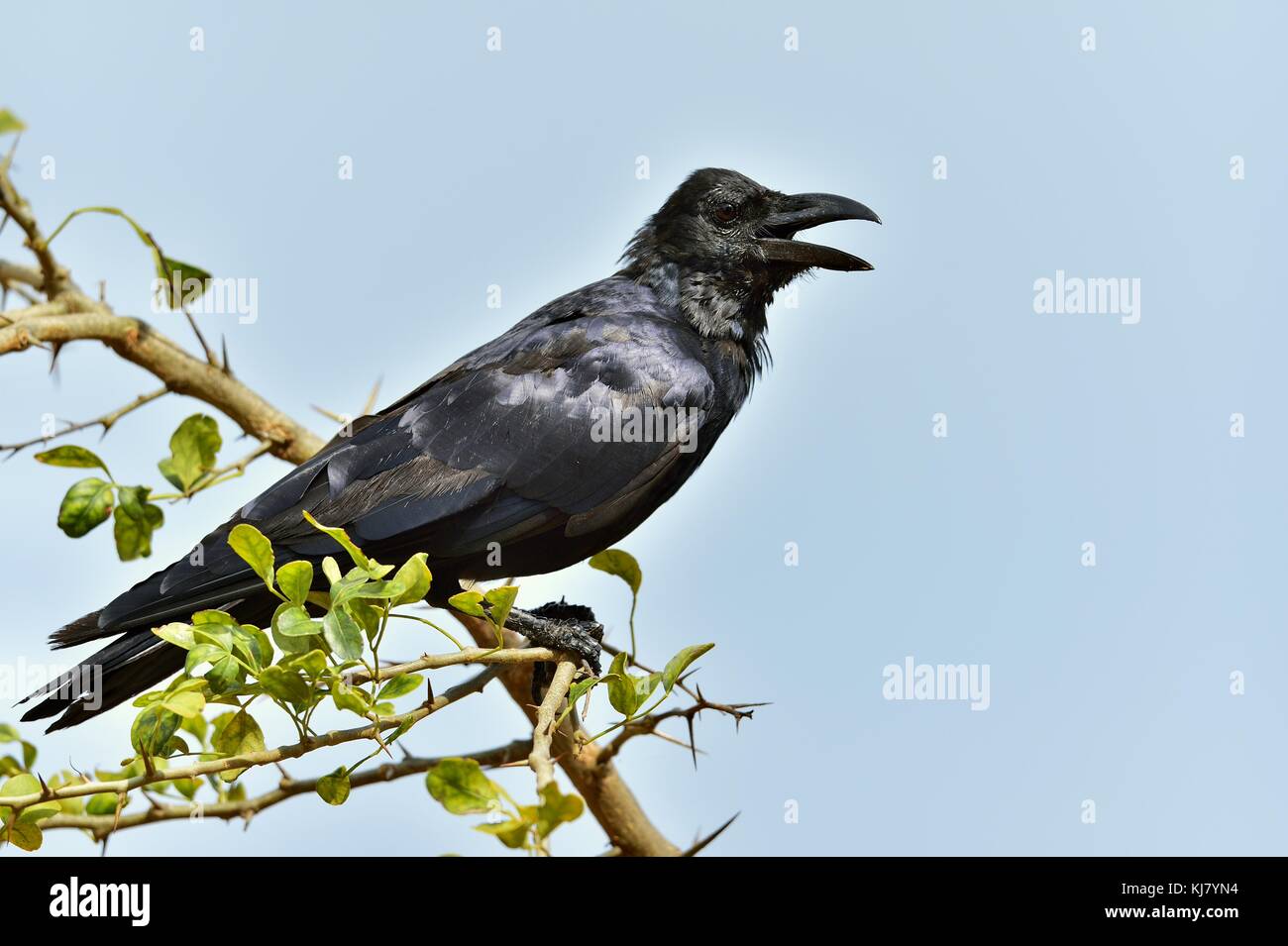 Cawing crow.The Indian jungle crow (Corvus culminatus) on the branch. Blue sky background Stock Photo