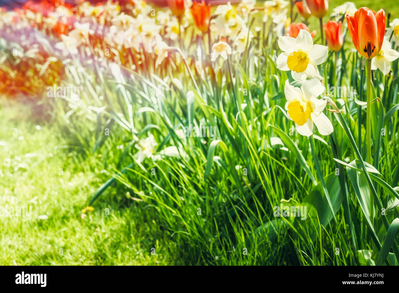 summer and spring landscape, a flower bed with tulips in the sunlight ...