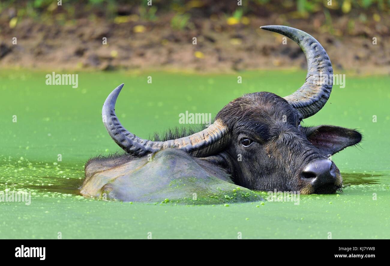 Refreshment of Water buffalo. Male water buffalo bathing in the pond in