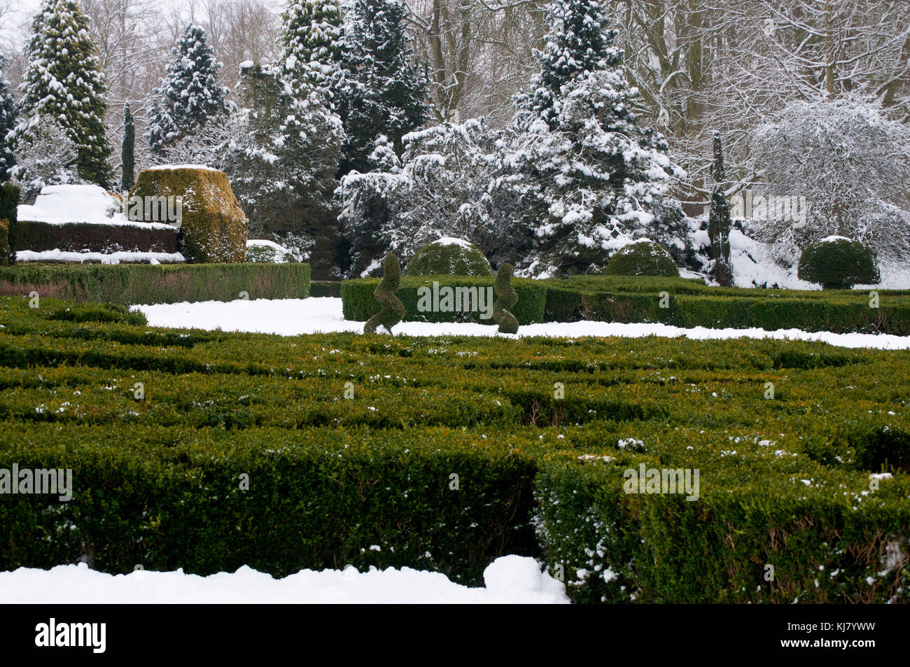 BUXUS SEMPERVIRENS WITH SNOW WINTER Stock Photo