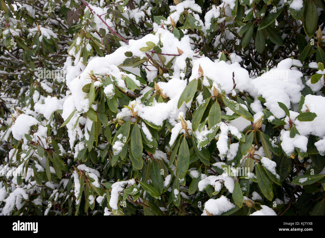 RHODODENDRONS WITH SNOW Stock Photo