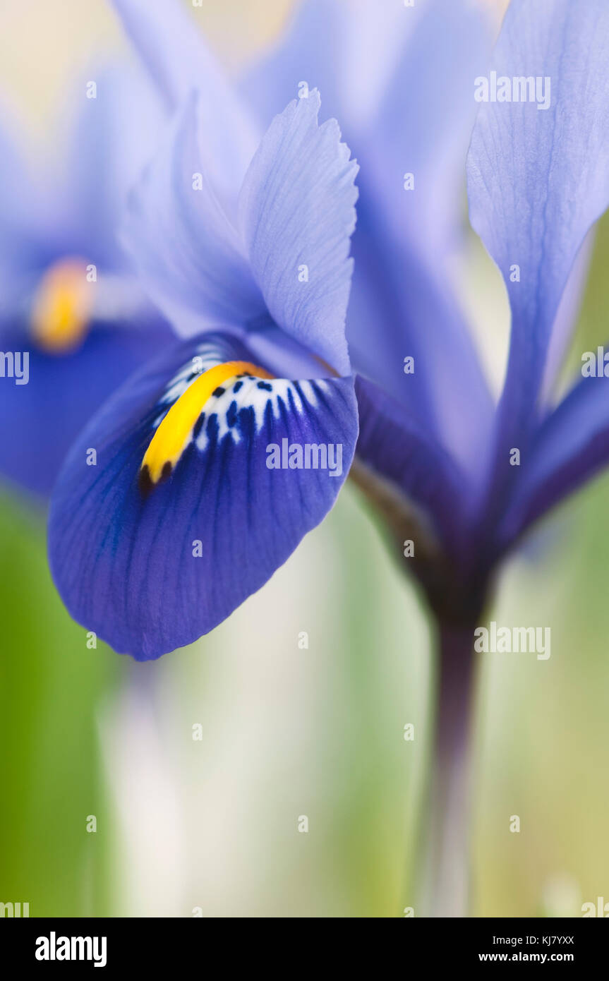 IRIS RETICULATA HARMONY Stock Photo