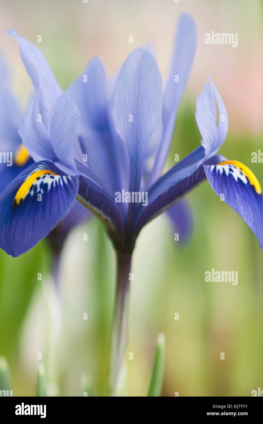 IRIS RETICULATA HARMONY Stock Photo