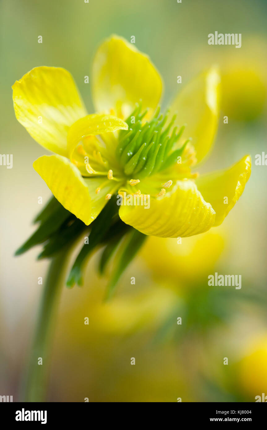 ERANTHIS CILICICA Stock Photo