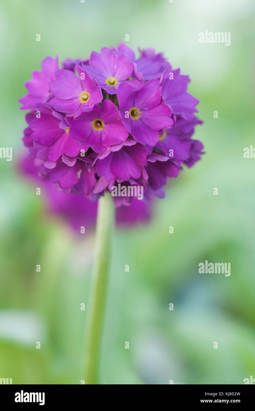 PRIMULA DENTICULATA CONFETTI DEEP ROSE Stock Photo