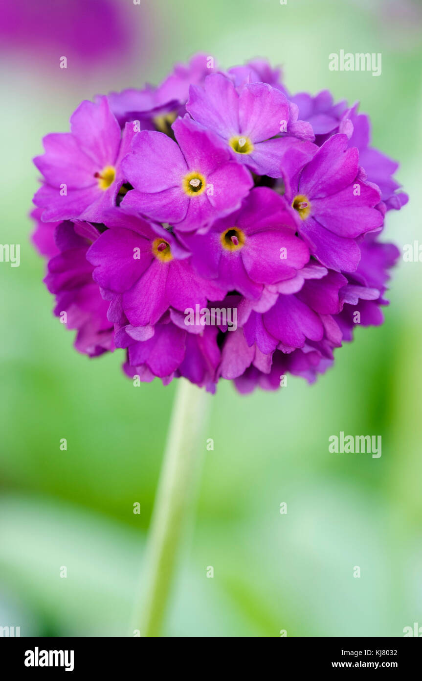 PRIMULA DENTICULATA CONFETTI DEEP ROSE Stock Photo