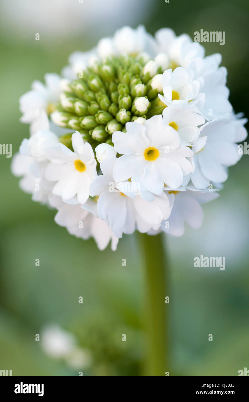 Close up portrait of Primula denticulata Confetti White Stock Photo