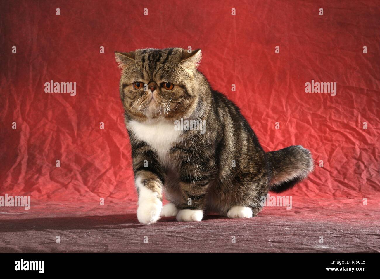 Exotic Shorthair Black Tabby White Walking Stock Photo