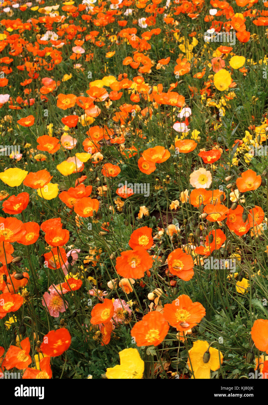 Flowers growing in summer hi-res stock photography and images - Alamy