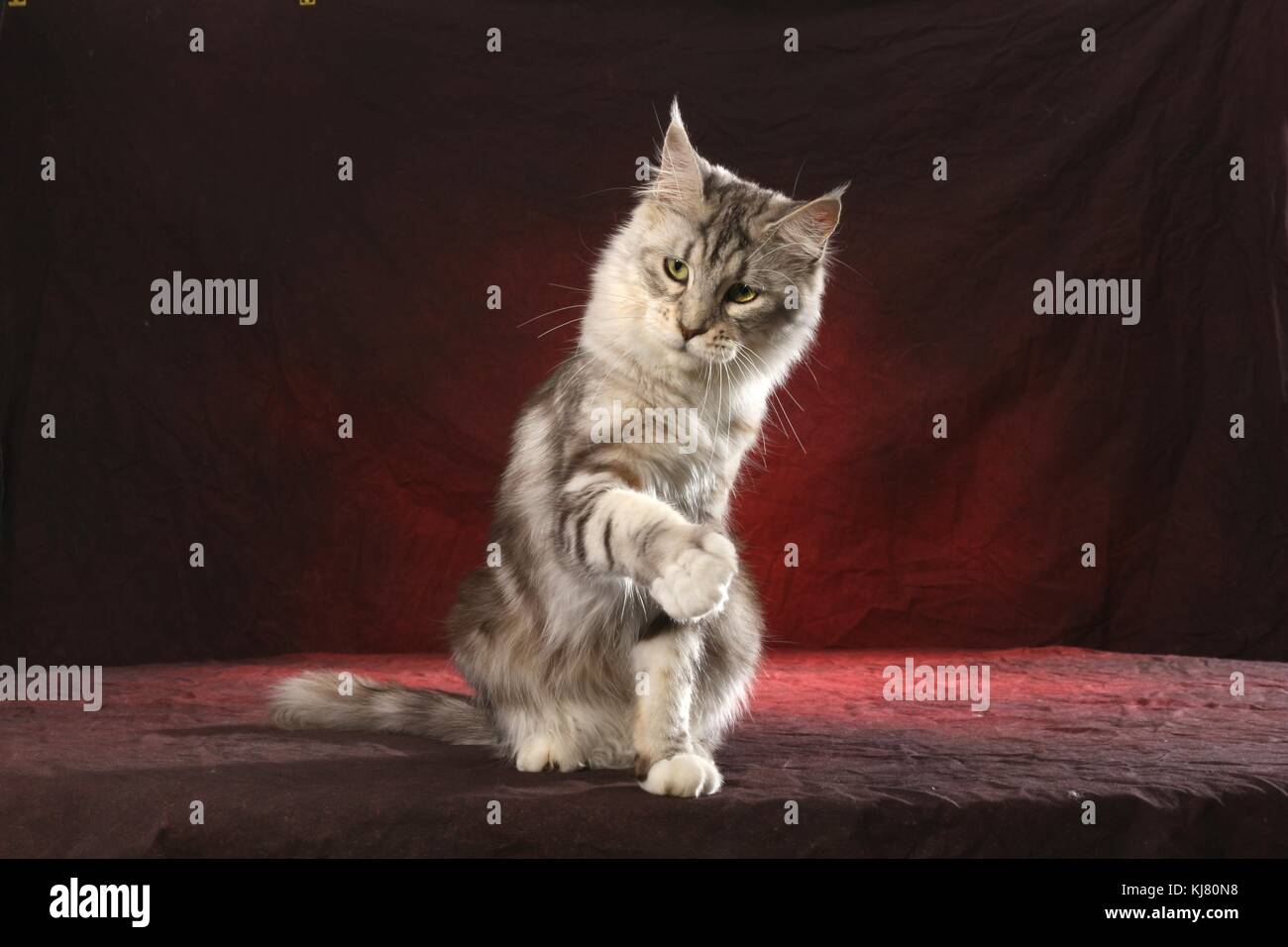 Maine Coon, silver tabby Stock Photo - Alamy