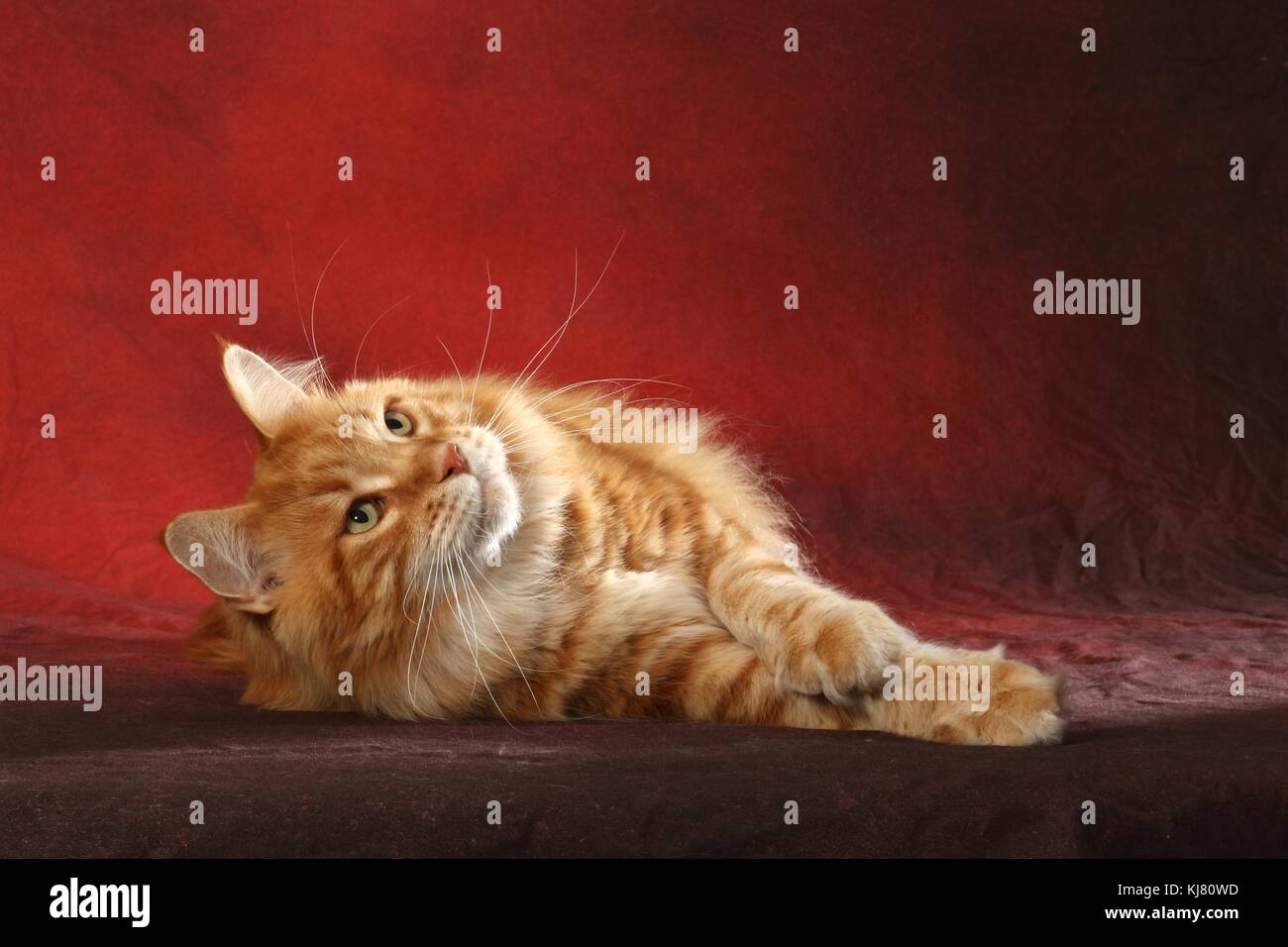 Maine Coon, red tabby Stock Photo - Alamy