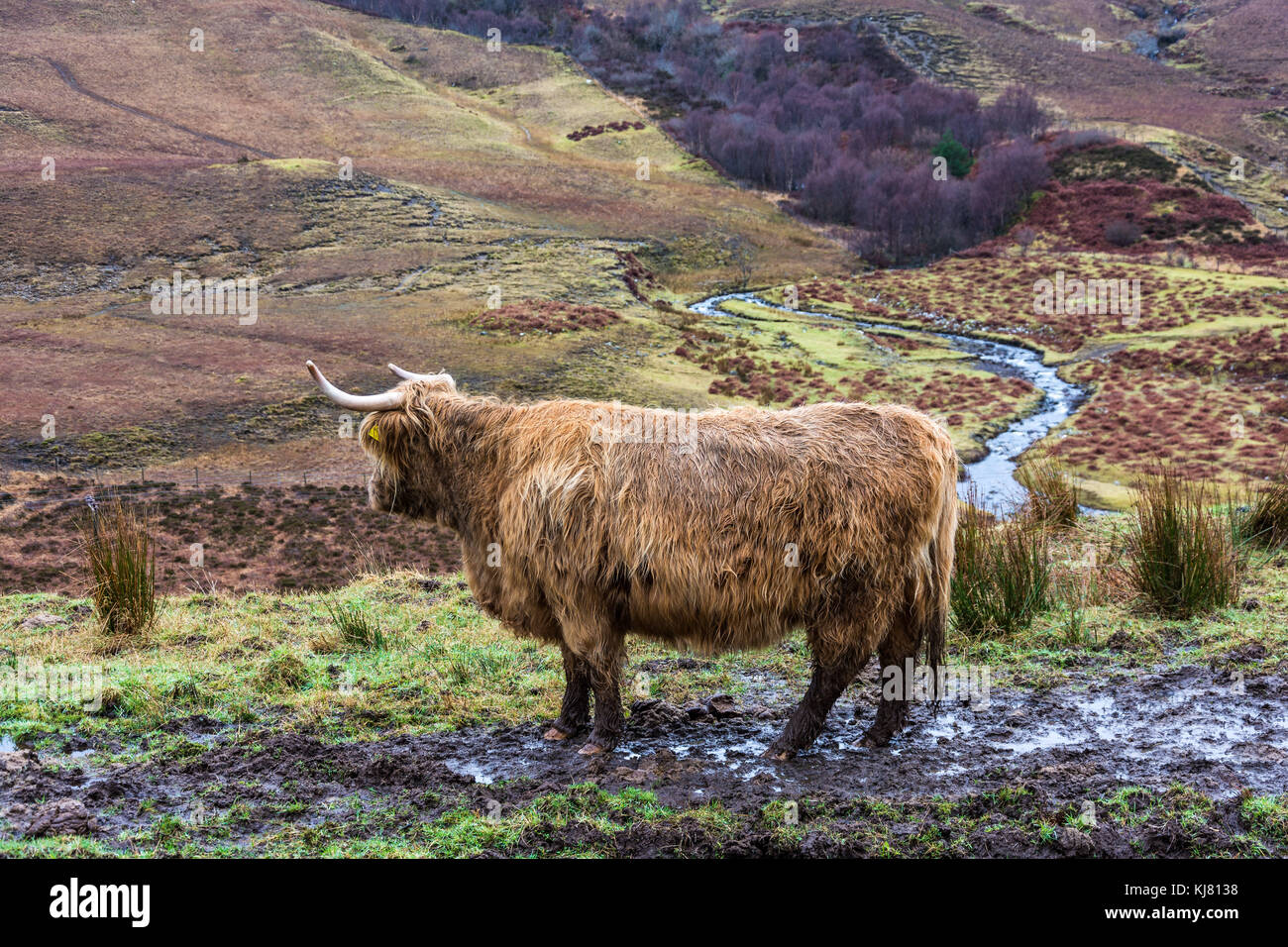Hihland Cow, Drynoch, Isle of Skye, Scotland, United Kingdom Stock Photo