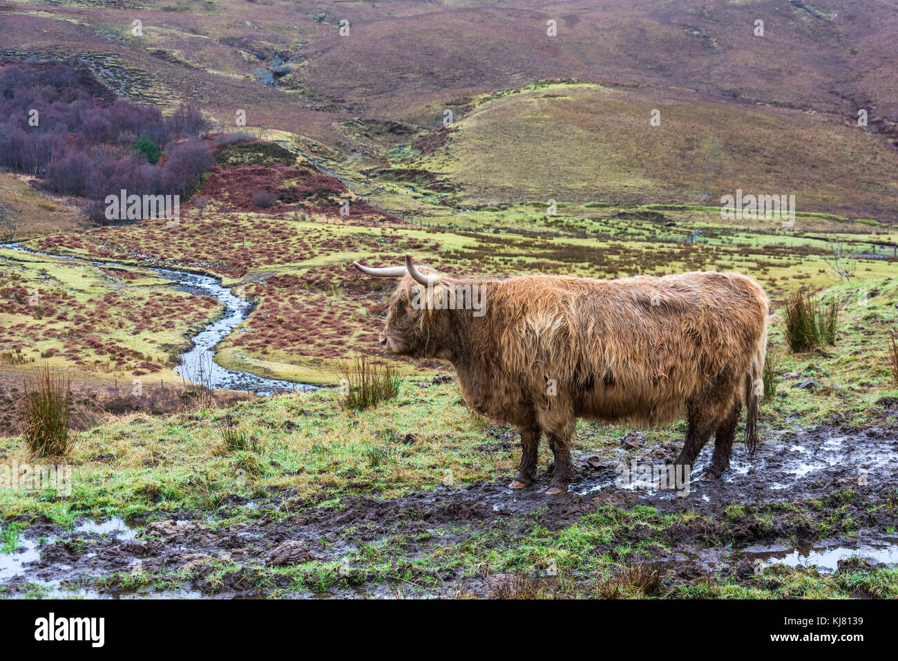 Hihland Cow, Drynoch, Isle of Skye, Scotland, United Kingdom Stock Photo