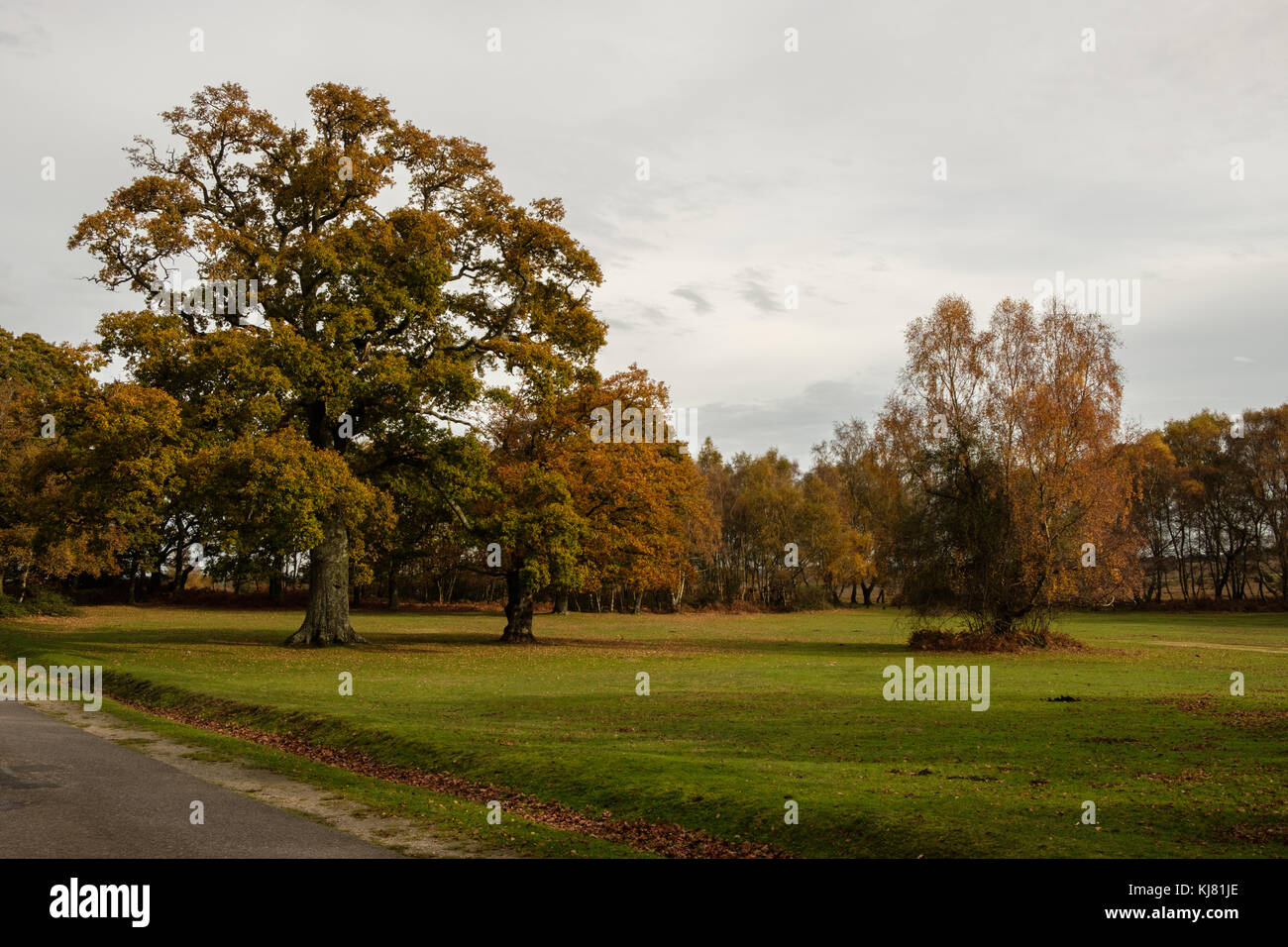 Denny Wood Campsite Area in The New Forest Stock Photo